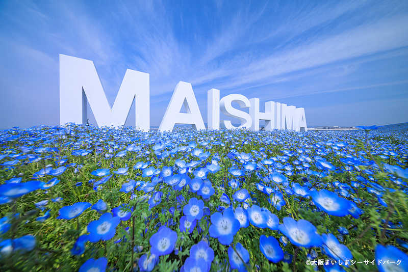 大阪ネモフィラ祭り2024 関西最大級のネモフィラブルーに癒されに行こう！ Welove大阪・大阪のグルメ、イベント、観光、お土産情報サイト