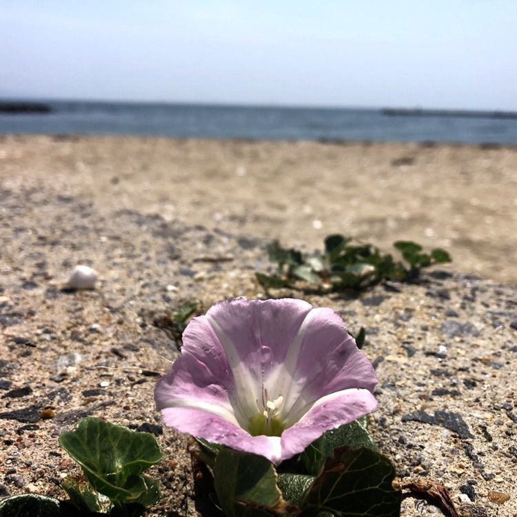 蒲郡市観光協会公式サイト「がまごおり、ナビ」 » 西浦温泉パームビーチ