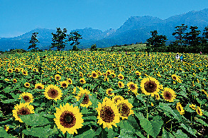 くじゅう九重おすすめドライブコースをご紹介！！やまなみハイウェイと懐かしいあの名曲！！ - TAKETACHANNEL 大分・熊本観光情報チャンネル