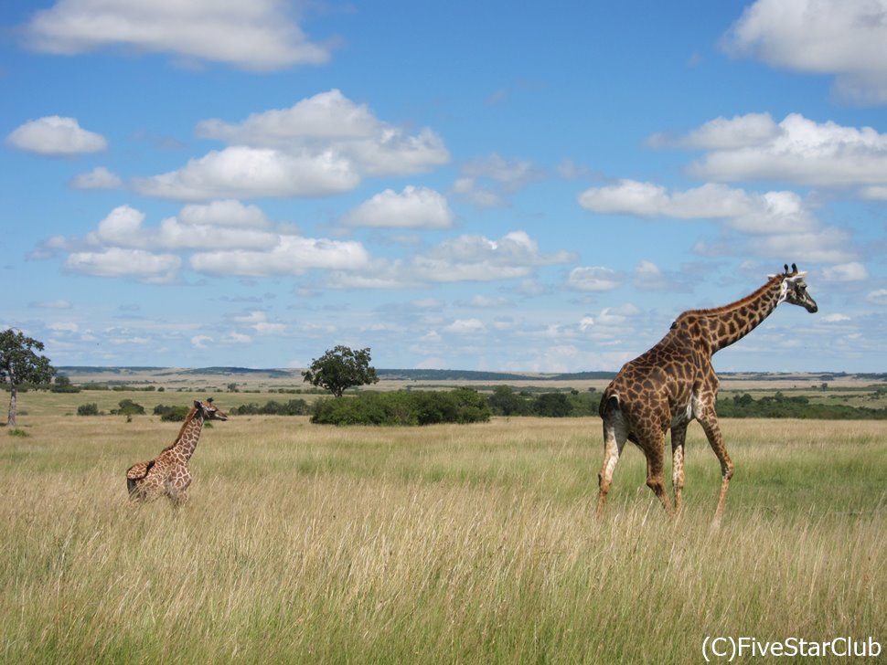子連れクルーガーパーク：サファリに必要なすべての情報