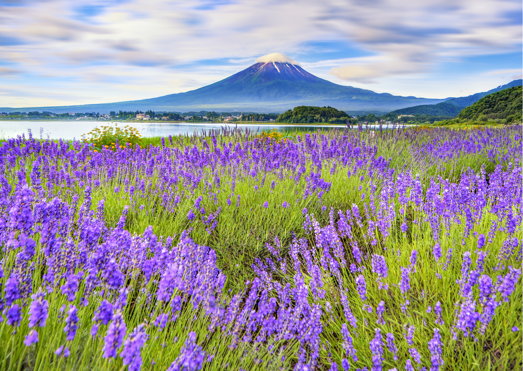 河口湖 富士山とラベンダー畑の美しい風景「2023河口湖ハーブフェスティバル」たびらい観光情報