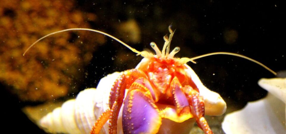 ゴトウヤドカリ生き物紹介アクアマリンふくしま