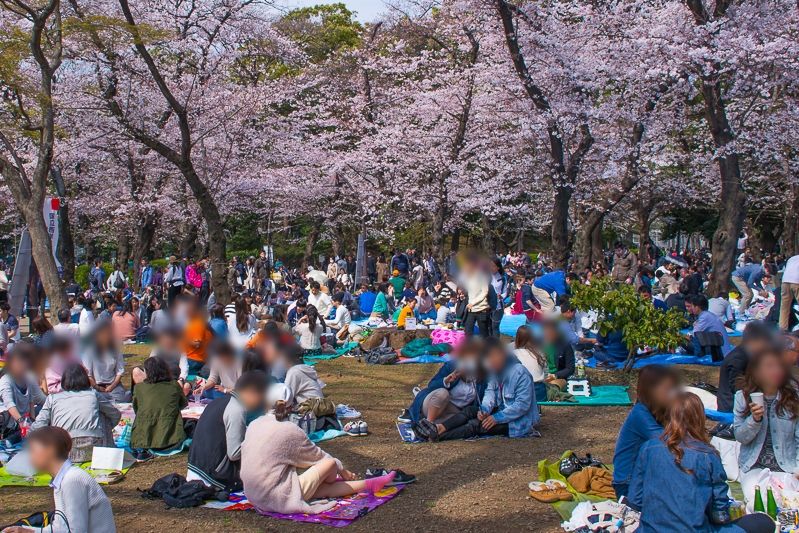 上野恩賜公園の桜開花情報花見特集2025
