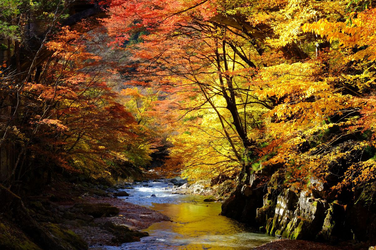 白井平橋の大モミジ - 鹿沼市、大芦渓谷の写真 - トリップアドバイザ