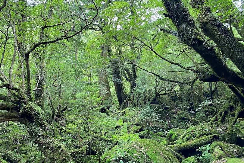 B．屋久島縄文杉日帰りトレッキング 3日間関東発 飛行機＆高速船で行く屋久島 サンシャインツア