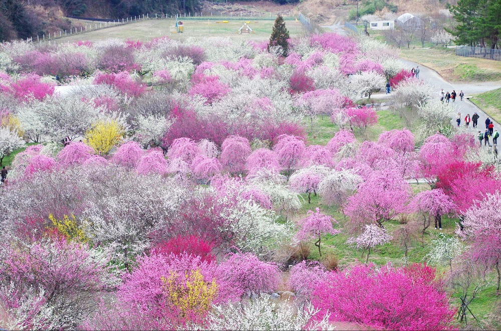 いなべ梅祭り＆安八百梅園 2024カッコーパルック
