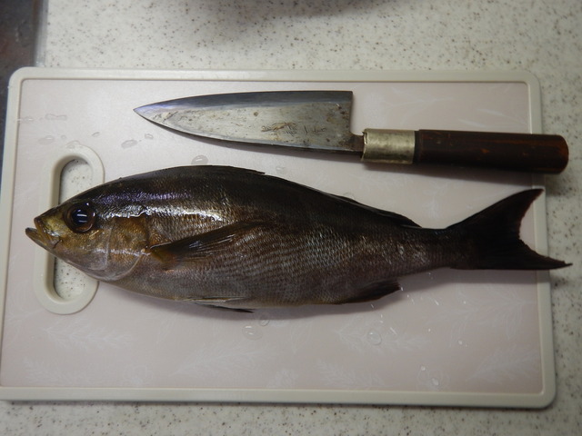 利根大堰の季節?５月初旬のレポート』 反町 工健 フィールドスタッフブログ釣具の総合メーカー ピュア・フィッシング・ジャパン