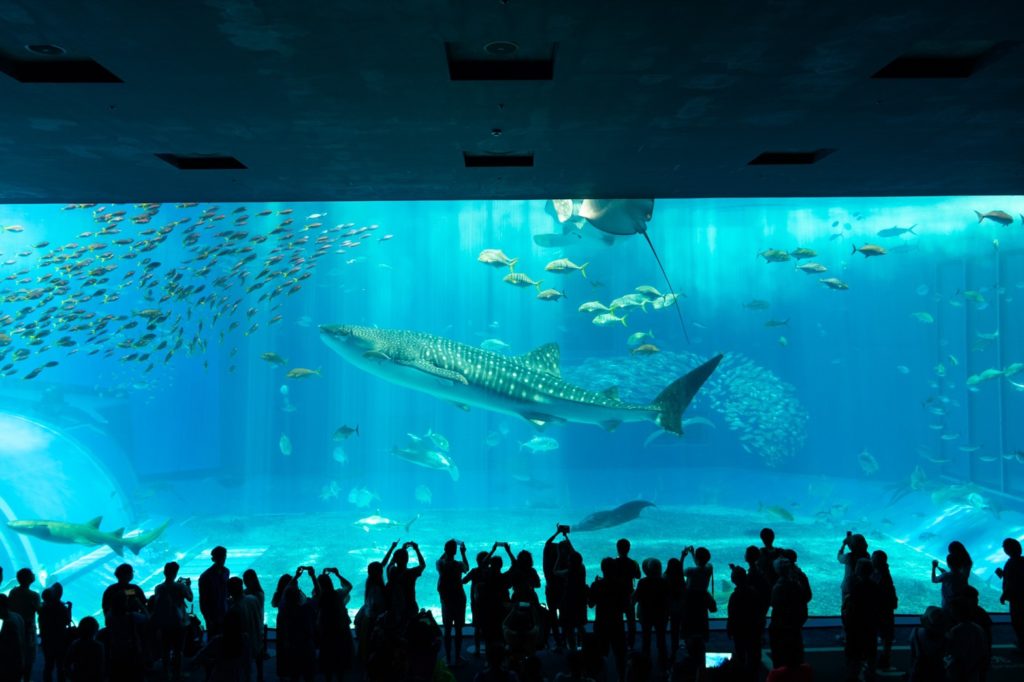 驚き！ 大水槽にカメラが潜った！沖縄美ら海水族館 世界一有名なジンベエザメの知られざる姿どローカルリポート- 琉球新報デジタル