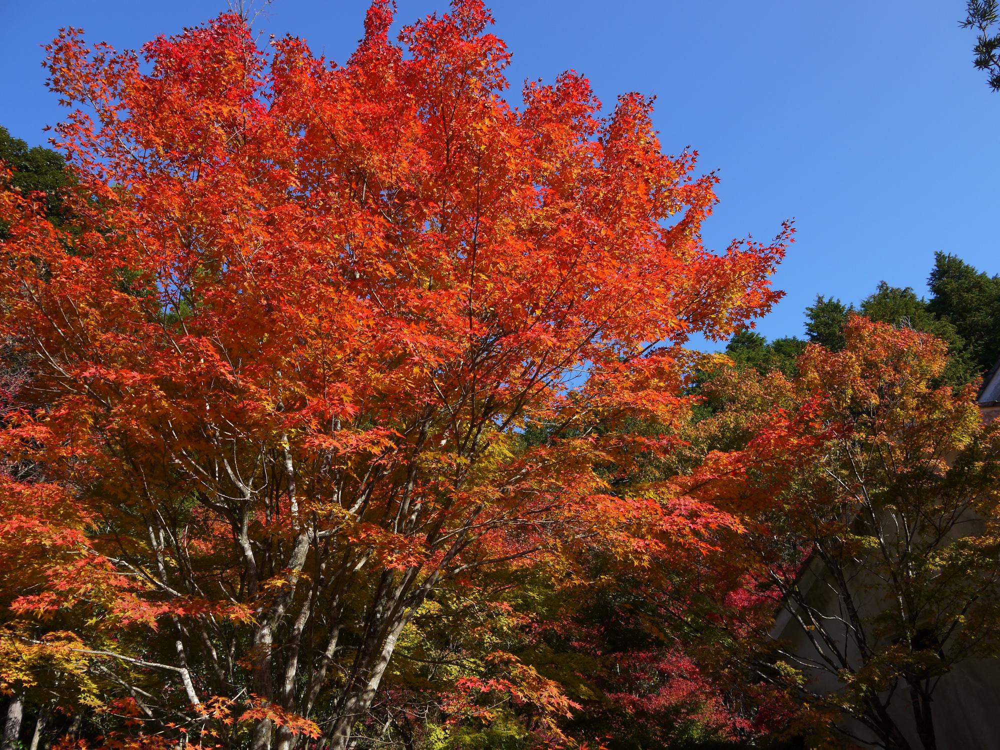 グリーンピア八女から山中渓谷散歩ジョンさんのウォーキングの活動データYAMAPヤマップ