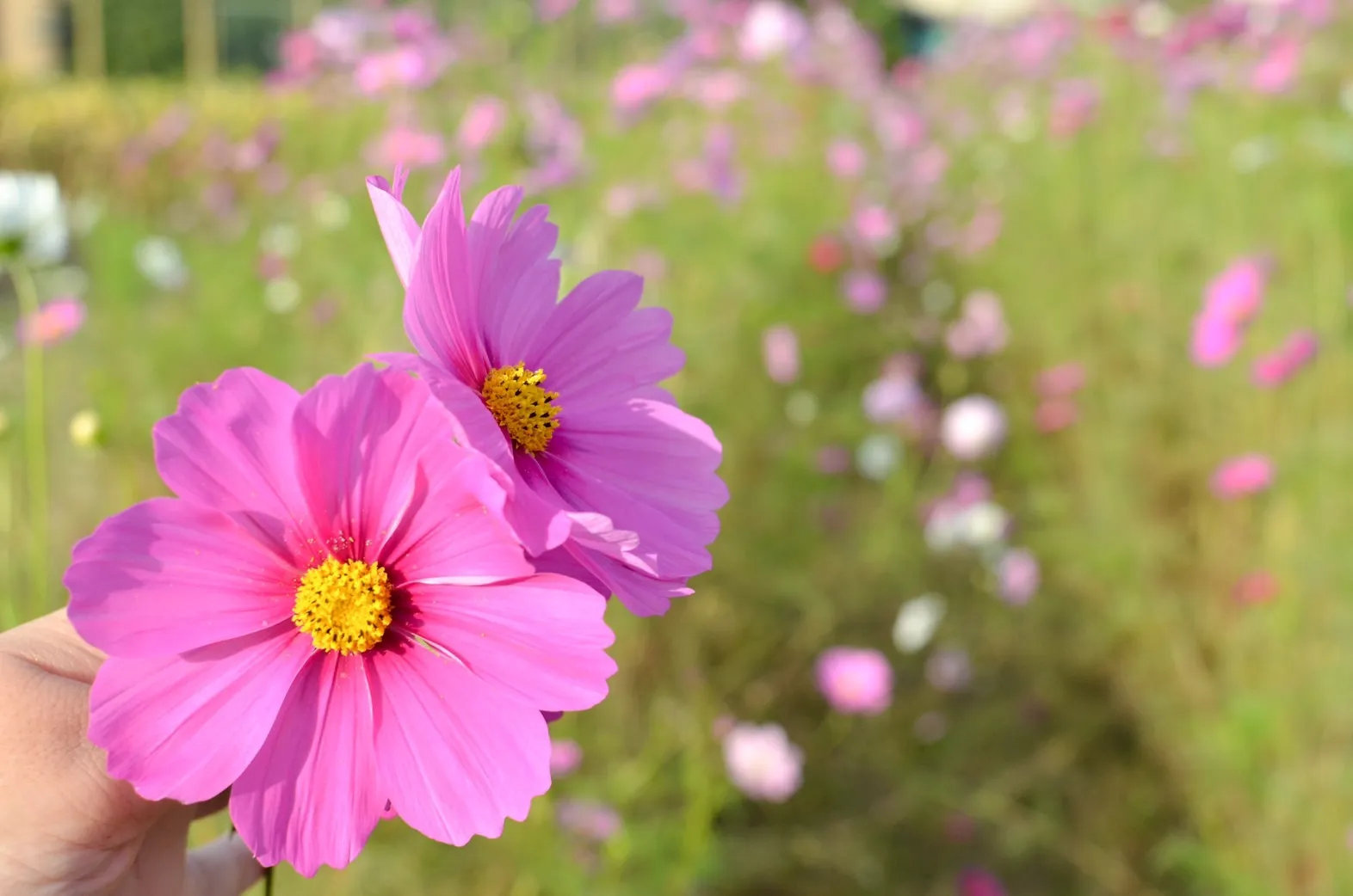 穂谷コスモスの里子供とお出かけ情報「いこーよ」