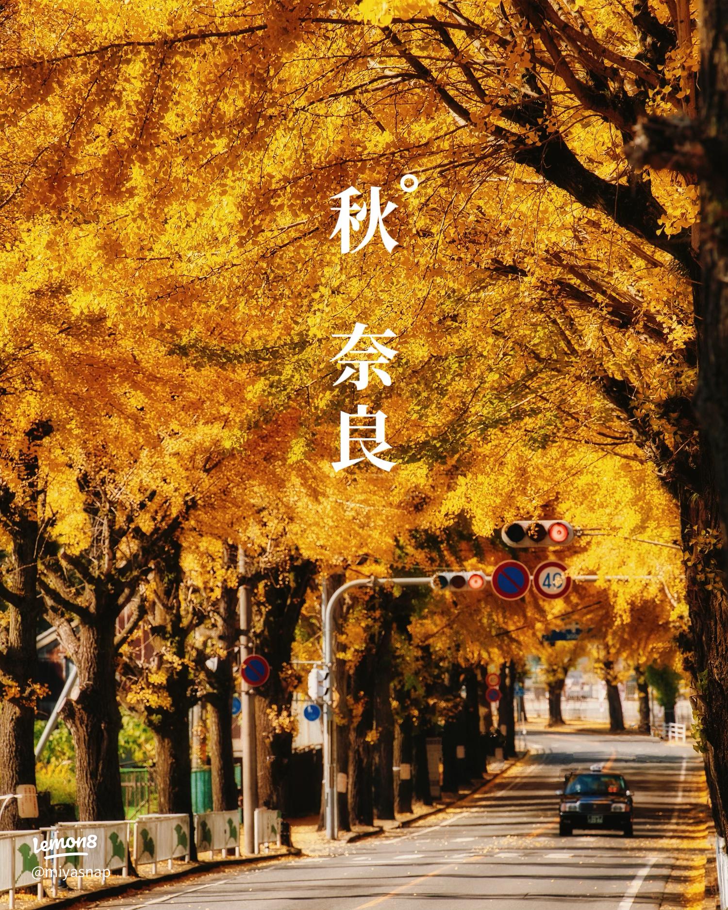 天理ダム風致公園 遊具もバーベキューも楽しめる桜スポット天理市