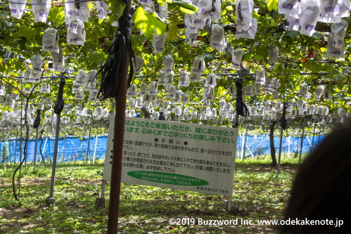 青蓮寺湖観光村で秋の味覚☆ぶどう狩り 名張市前編取材レポート観光三重 かんこうみえ