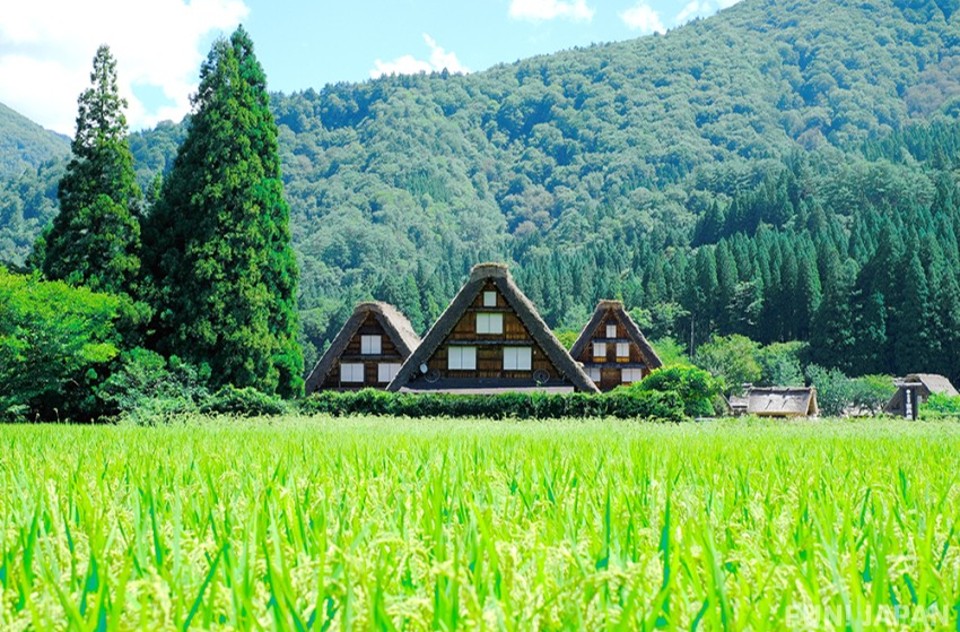岩下の棚田：日本の夏の原風景を求めて 薩摩川内市 入