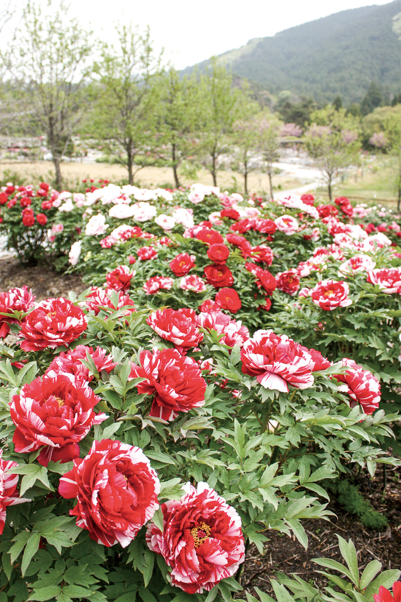 いなべ市 見頃はまだもう少し？ 今年も「にぎわいの森」にて平日限定のお得なチケットが販売中です♪ くろすけ- エキスパート - Yahoo!ニュース