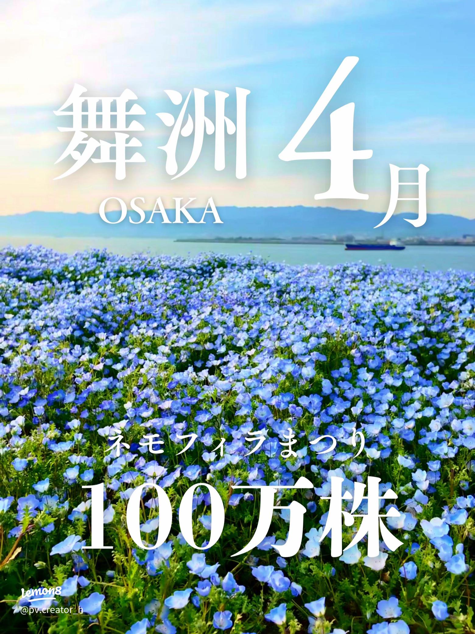 関西最大級 「ネモフィラ祭り」の現地レポアクセス・混雑はどのぐらい？ 大阪まいしまシーサイドパーク モノクラ