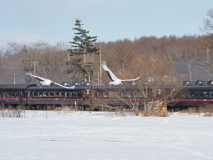 ２０２１年１１月 北海道列車のたび その６ 釧路・茅沼駅 タンチョウ 動画もあります 』北海道の旅行記・ブログ by ヤッシーさん フォートラベル