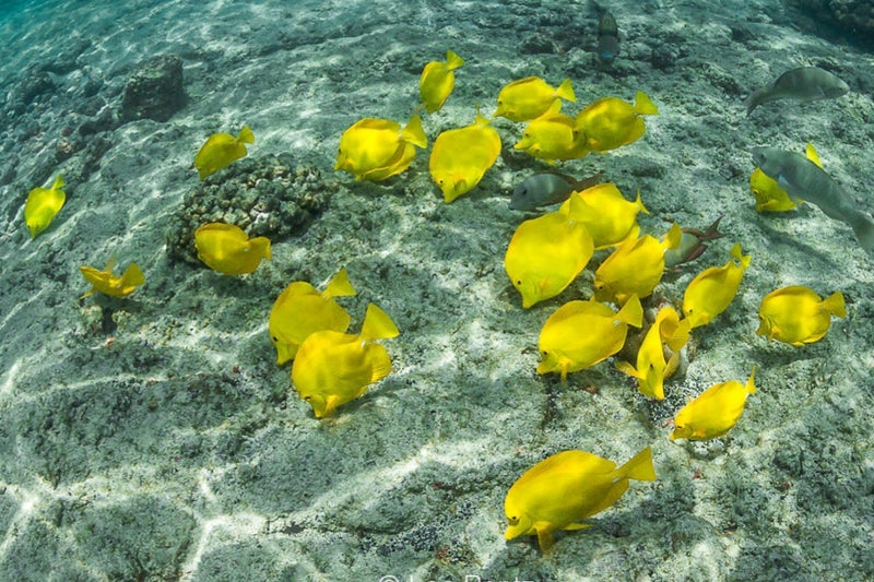 ハワイ島 ハワイ島の海でシュノーケリングを楽しもう人気のシュノーケリングスポットやおすすめのツアーをご紹介 - ハワイツアーズ