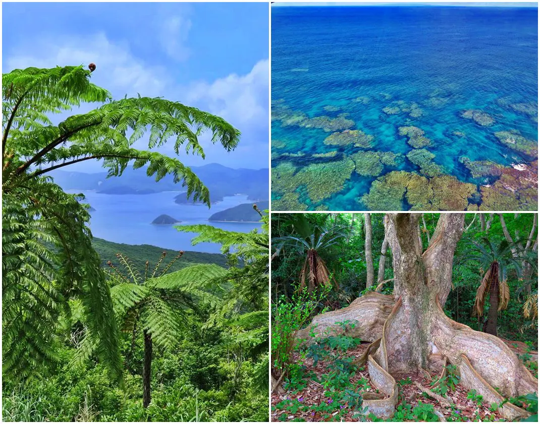 奄美大島：離島医療情報