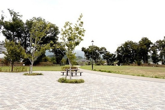 丸山城址公園で河津桜が満開です伊勢原市