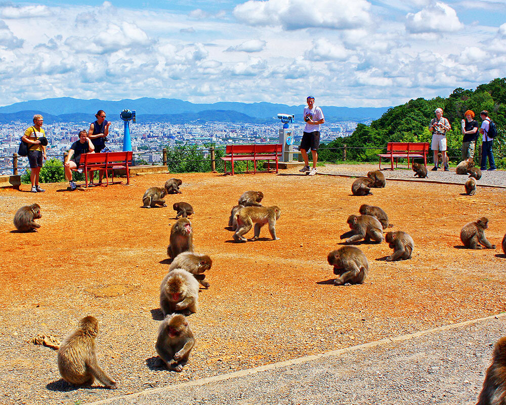 嵐山モンキーパークの所要時間 滞在時間 は何分？天龍寺-御朱印