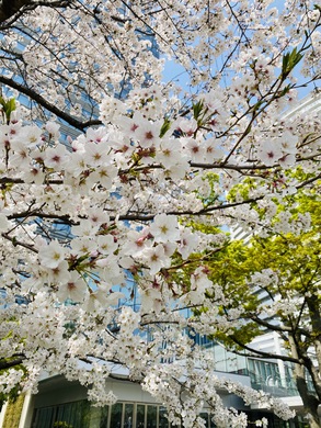 🌸剛桜🌸 毎年恒例の『剛桜』今年も咲き始めました！ 先程撮影したため、まだ満開ではなく、天気もあいにくの曇りですが、とっても綺麗です🌸週末が満開の予定ですので、ぜひ皆様剛桜を観にきてください☺️ＭＭテラスみなとみらいグランドセントラルタワー