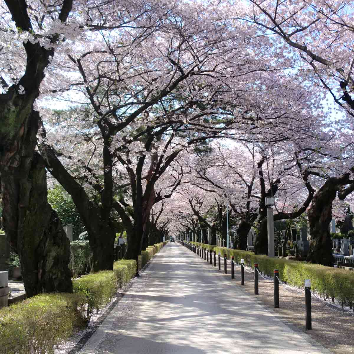 2025最新 東京都の桜の名所おすすめ7選！見頃時期もあわせて紹介 - そらくら
