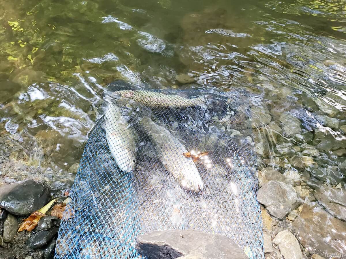 奥多摩湖観光情報大多摩の観光情報は大多摩観光連盟