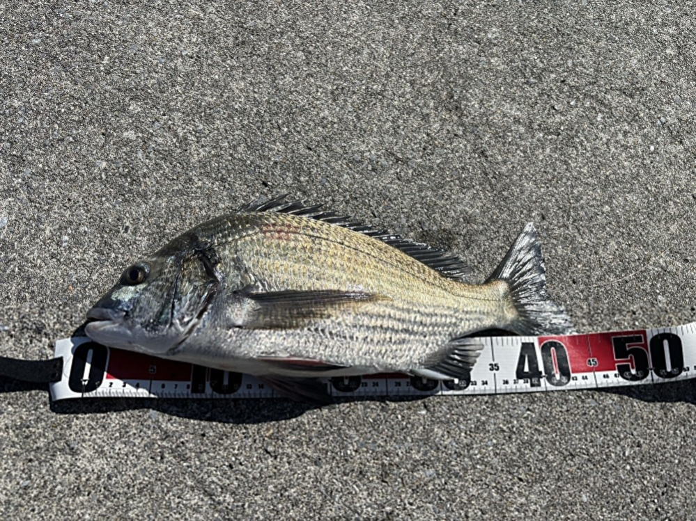 梓川のせせらぎと上高地の美しい風景