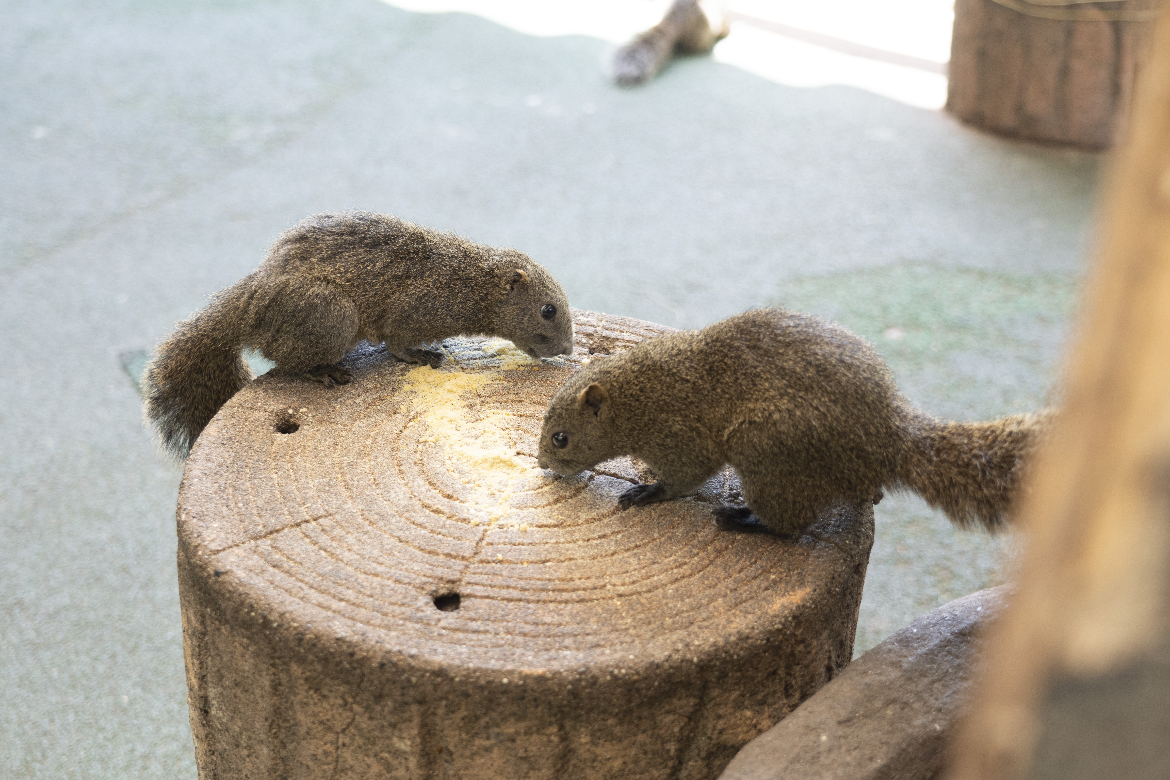 金華山リス村 アクセス・営業時間・料金情報 - じゃらんnet