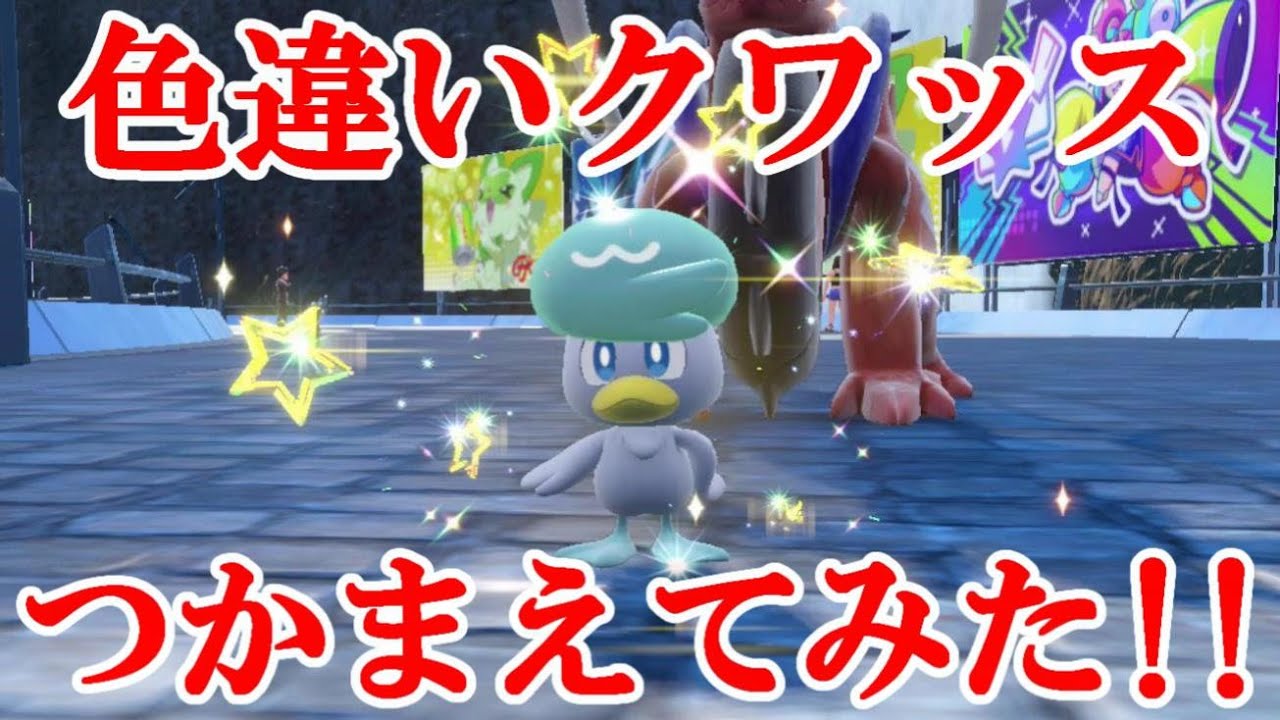 クワッス 色違い