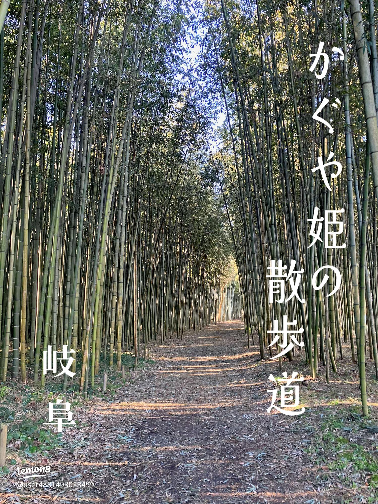一歩踏み入れたらそこは別世界！可児市の自然スポット「木曽川渡し場遊歩道 かぐや姫の散歩道」✨無数の竹に囲まれた全長600mの一本道は、歩くだけで物語の世界に入り込んだような気持ちに！ 暑い日でも涼しい風が通り抜け、小鳥たちも一休憩😙隣を流れる木曽川も