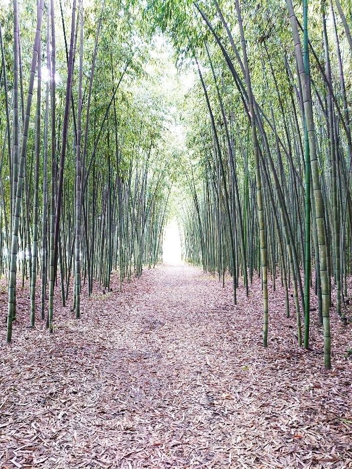 可児市 かぐや姫の散歩道を守るヒーローたち！ 影の努力がつなぐ、心温まる景色 sora- エキスパート - Yahoo!ニュース