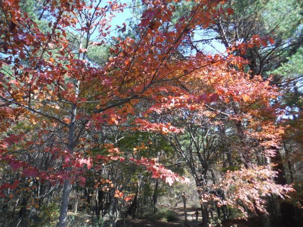 霧島連山周遊バスで高千穂河原へ写真でみる極上の旅のつくり方