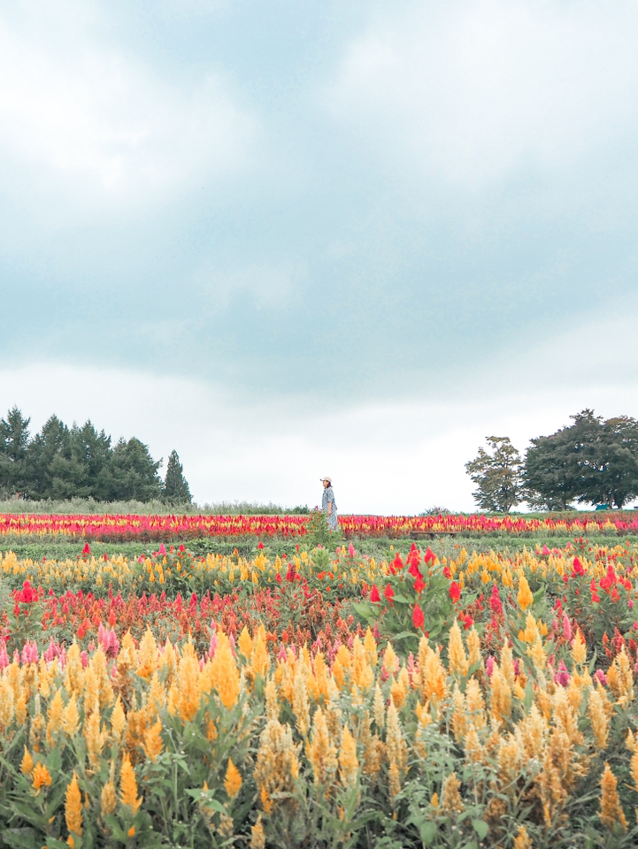 2025年版 栃木県民の日イベント＆割引完全ガイド ～6月15日のお得情報まとめ日光散策