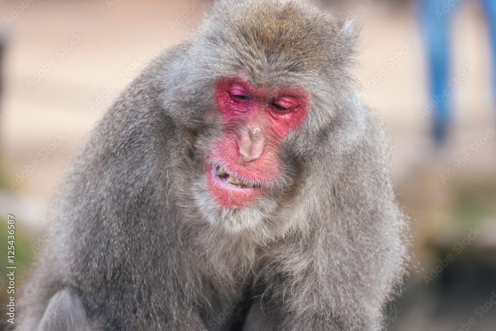 嵐山モンキーパーク京都ミュージアム探訪