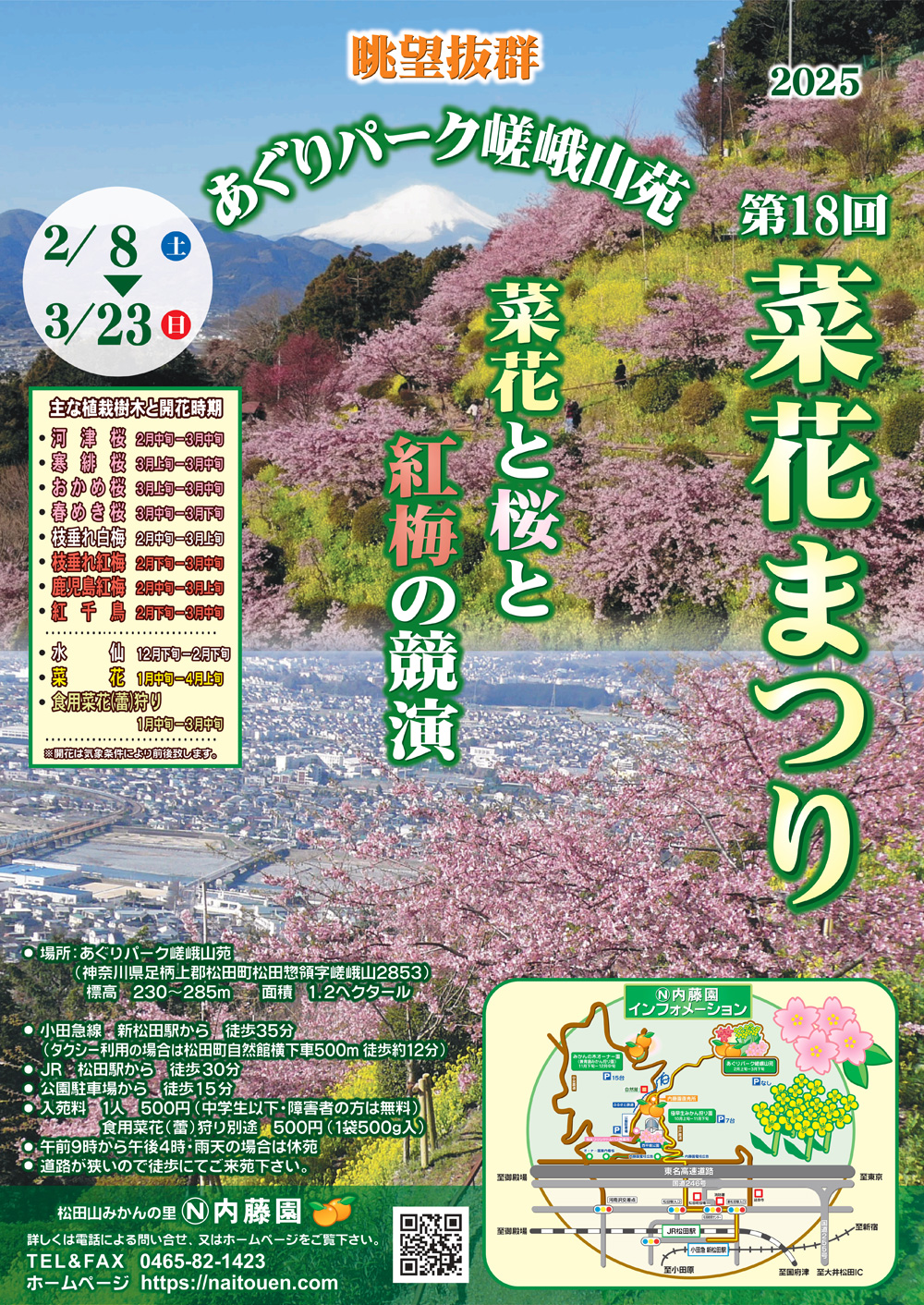 松田町の河津桜「まつだ桜まつり」花見特集2025
