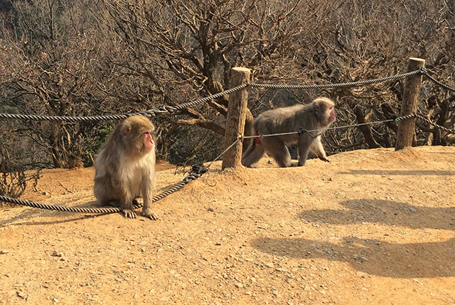 2023年8月22日外国人観光客に人気の京都 嵐山モンキーパークを歩く walk in Arashiyama Monkeypark4K