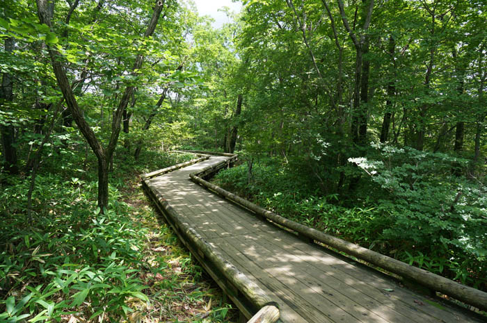 7月の那須 自然研究路で緑を満喫！ 弁天吊橋とつつじ吊橋旅ネコちびた