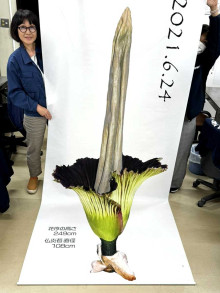 国立科学博物館 筑波実験植物園 世界で最も大きな「花」のひとつショクダイオオコンニャクの大小２個体が連続で開花します！文化庁のプレスリリース
