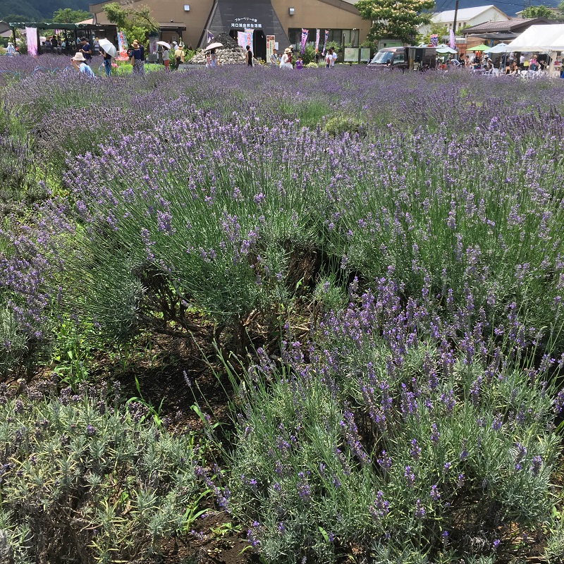 河口湖のラベンダーシーズンアウトバック・アドベンチャーツアーズ