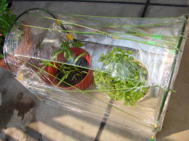 温室を100均の材料で自作したので作り方を紹介します！ 温室DIY おしえて！田舎センセイ