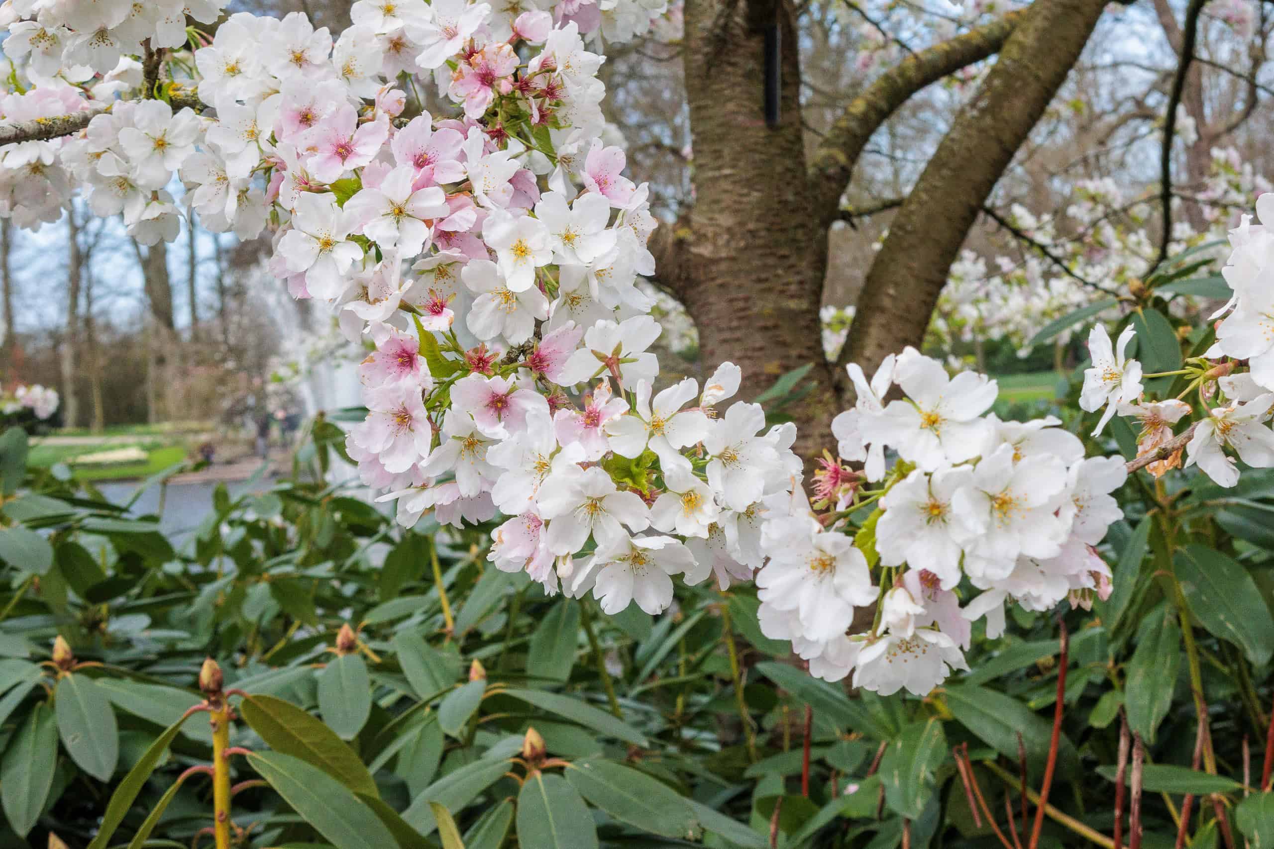 コロナ禍のオランダでチューリップ満開! 