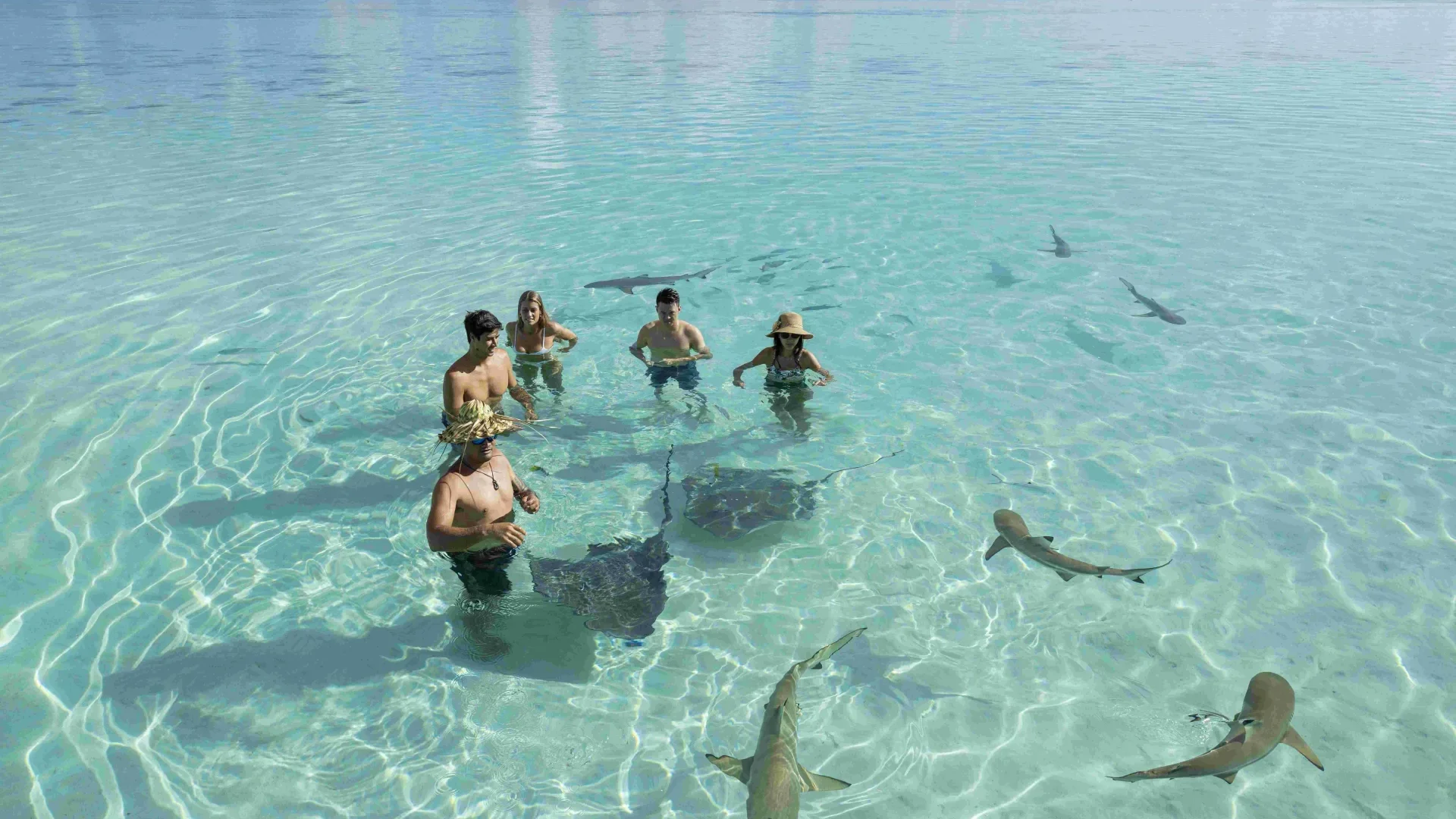 タヒチ島発 モーレア島日帰りツアー シャーク＆エイウォッチングとモツピクニック - タヒチ オプショナルツアータヒチ旅行専門店トーホートラベル