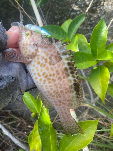 千倉港・平舘港 ちくらこう・へだてこう の釣り場初心者も子供連れも安心！千葉県のおすすめ海釣り場ガイド