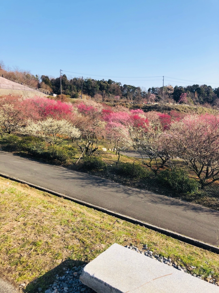 いなべ市梅林公園 梅まつりいなべに行こに。- 四季を感じる癒しのまち -いなべ市観光協会