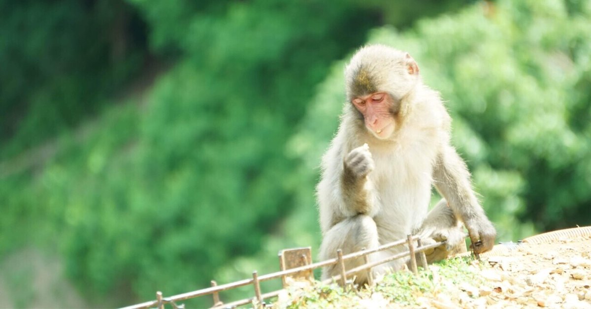 2025年 嵐山モンキーパークいわたやま - 出発前に知っておくべきことすべて - トリップアドバイザ