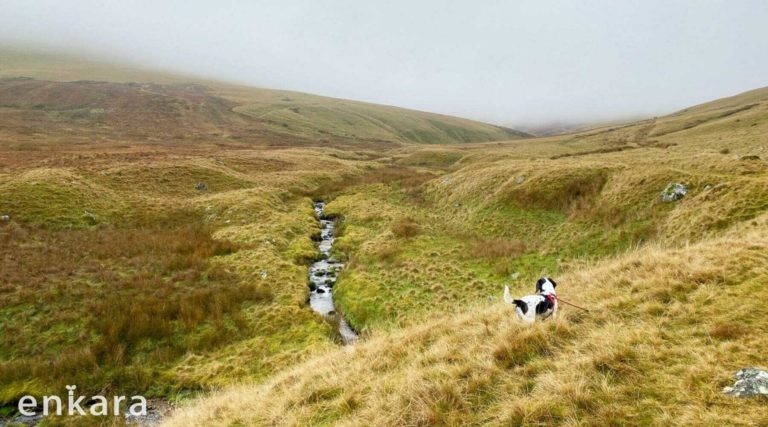 トーマス＆ウィリアムズE.Thomas & Williams カンブリアランタン オイルランプ アンティークランプ ヴィンテージイギリス製ランタン中古