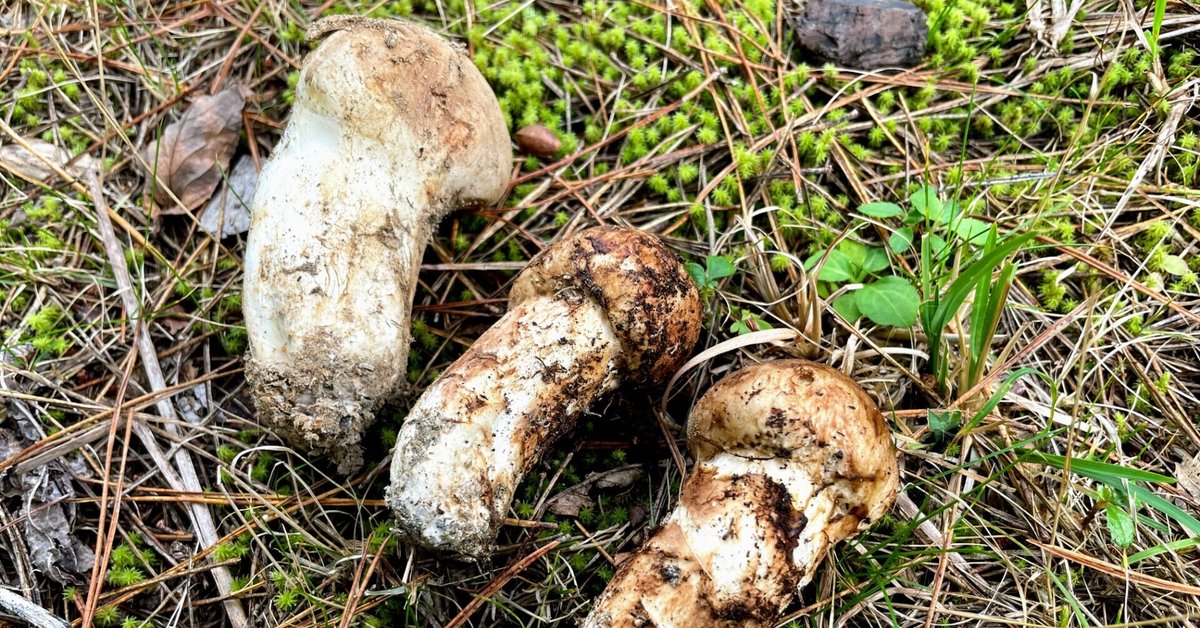 レポート 『松茸狩り名人と行く！三陸山田の松茸狩り体験と花ホテルはまぎく宿泊プラン』IWATE SANRIKU Local Experience –トラベル・リンク 東北の旅・岩手の旅