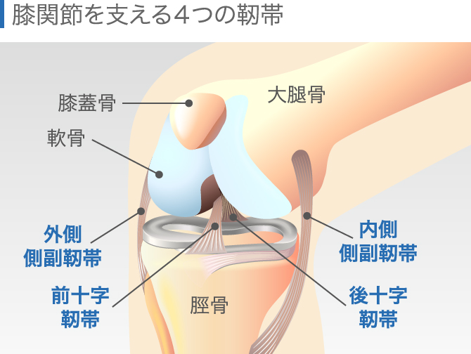 膝に力が入らないのはなぜ起こる？整形外科疾患の可能性！？ | やす整形外科クリニック