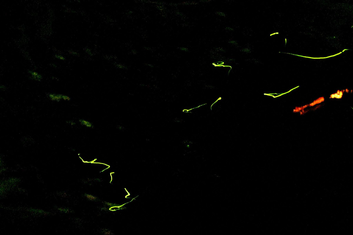 神奈川県足柄下郡箱根町 箱根湯本ほたる公園 蛍鑑賞 - 小田原な日々